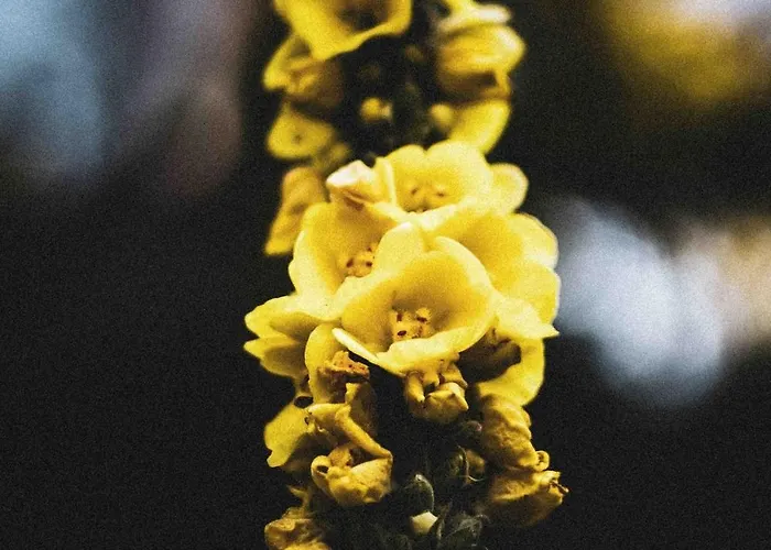 La Grotte Couette-café